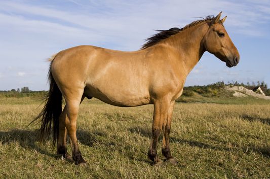 Henson Horse